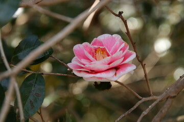 森に咲く椿　日月