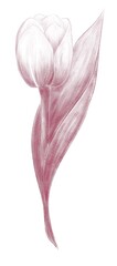 Linear drawing of a tulip with leaves one isolated element