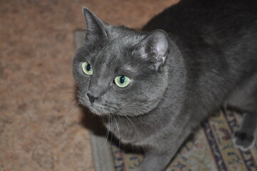 Grey cat. The cat looks straight in the eye. Smart cat. There's a lying on its way. Russian blue cat