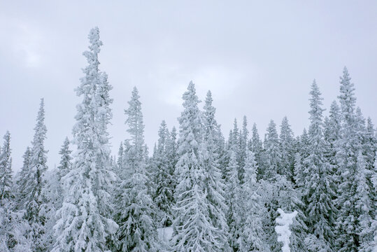 Pine trees at winter