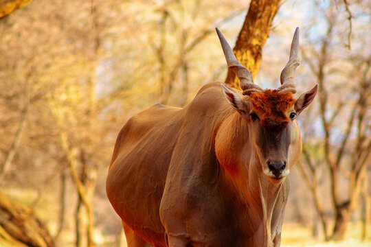 Beautiful Images of African largest Antelope. Wild african Eland antelope close up, Namibia, Africa - Powered by Adobe