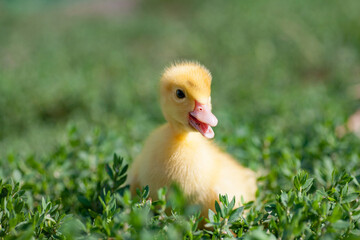 little yellow duckling in green grass exploring territory lost mom