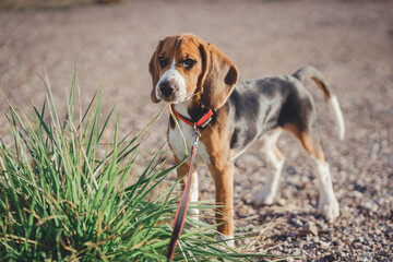 Naklejka na ściany i meble Beautiful thoroughbred beagle puppy for a walk. Autumn walk with your pet.