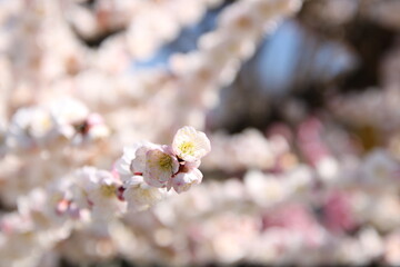 咲き乱れる梅の木