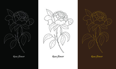 Set with single flowers of rose. Botanical flower rose. Vector illustration.