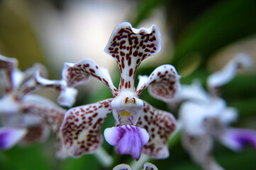 this flower many people plant it in the yard of the house