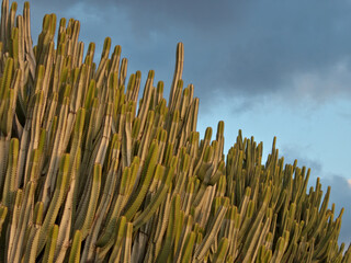 Euphorbia canariensis