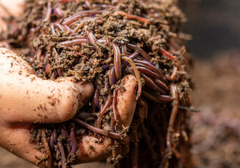 Child hands holding Fertile soil
