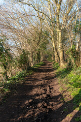 Fototapeta na wymiar Forest Path