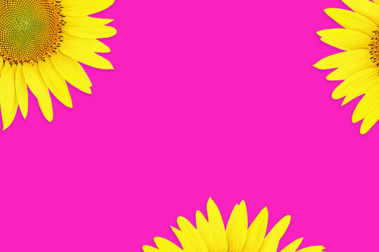 three bright yellow sunflower flowers with shadow are located on a solid pink background