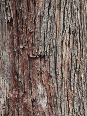 tree bark with crack texture