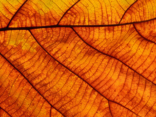 autumn teak leaf texture background