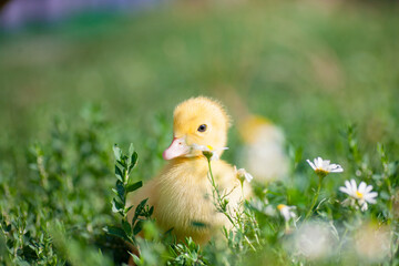 little yellow duckling in green grass exploring territory lost mom