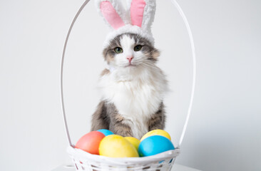 A cute funny gray cat in bunny ears sits on a white background with a basket of colored eggs. Cat in suit for Easter