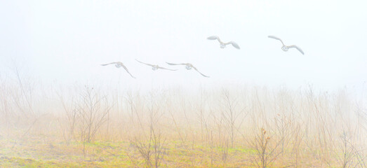 Flock of geese flying in a misty sky over wetland in bright foggy sunlight in winter, Almere, Flevoland, The Netherlands, February 28, 2021
