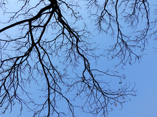 dry branch with blue sky background