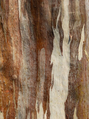 Eucalyptus deglupta tree bark texture