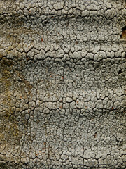 crack on bark of palm tree texture