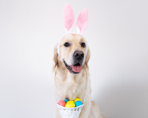A dog dressed as a rabbit with colored eggs for Easter. Golden retriever with pink rabbit ears and a basket of eggs sits on a white background.