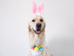 A dog dressed as a rabbit with colored eggs for Easter. Golden retriever with pink rabbit ears and...