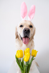 A dog dressed as a bunny with tulips Easter. Golden retriever with pink rabbit ears and spring flowers sits on a white background. Vertical photo