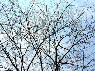 dry branch of tree with blue sky background