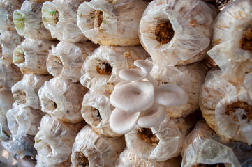 Pleurotus Mushroom Farm ostreatus for household