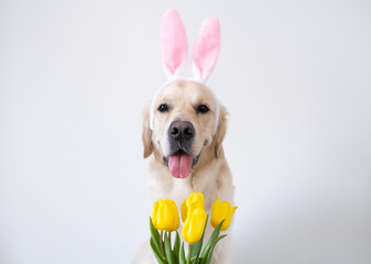 A dog dressed as a bunny with tulips Easter. Golden retriever with pink rabbit ears and spring flowers sits on a white background.