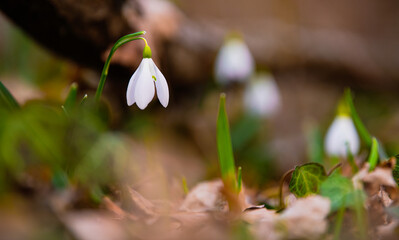 Close up view of a snowdrop spring flower in a forest in sunset light