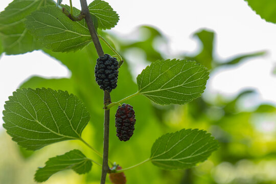 Mulberry ripens on a tree branch. Authentic farm series