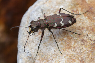 アイヌハンミョウ