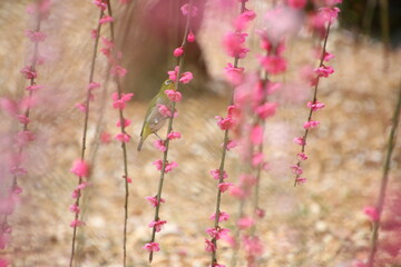 蜜を探すメジロ
