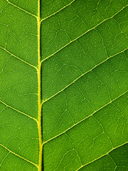 young green leaf texture, natural background