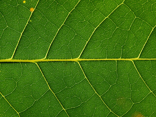 young green leaf texture, natural background