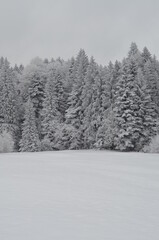 Verschneite B&auml;ume