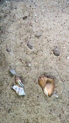stones and shells scattered on the sand background