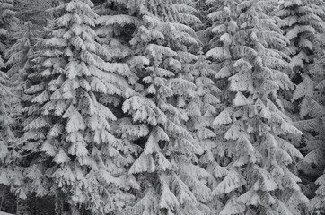 B&auml;ume voller Schnee