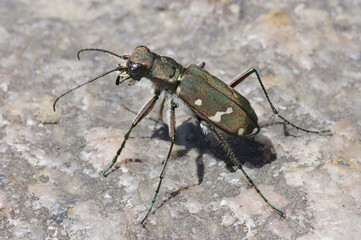 アイヌハンミョウ