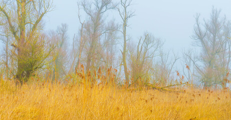 Field with trees, reed and bushes in wetland in bright foggy sunlight in winter, Almere, Flevoland, The Netherlands, February 28, 2021