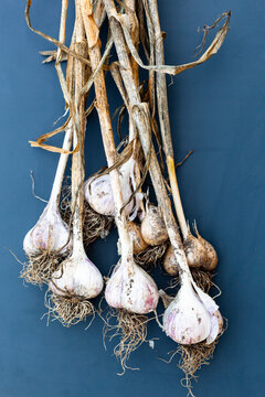 Bunch of garlic on blue background