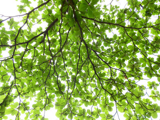 sea almond tree ( Terminalia catappa L. ) with green leaf at spring