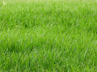 green grass on the gound