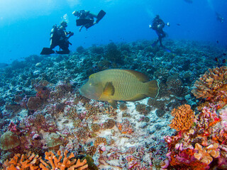 Naklejka na ściany i meble Napoleon wrasse and scuba divers in a coral reef (Rangiroa, Tuamotu Islands, French Polynesia in 2012)