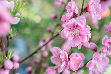 八重咲きの桜の花