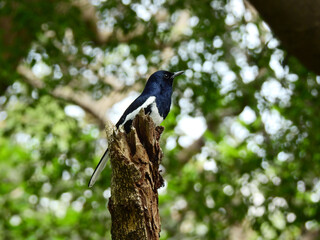 male oriental magpie robin ( Copsychus saularis ) on the tree in the garden