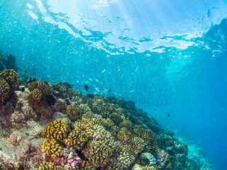 School of Hawaiian flagtail in a coral reef (Rangiroa, Tuamotu Islands, French Polynesia in 2012)