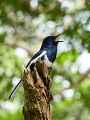 male oriental magpie robin ( Copsychus saularis ) on the tree in the garden