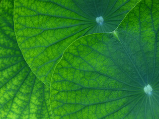 close up view of green lotus leaf texture - 417358007