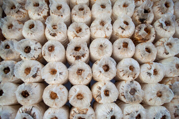 Pleurotus Mushroom Farm ostreatus for household