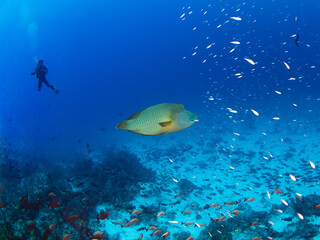 Napoleon wrasse swimming in a coral reef (Rangiroa, Tuamotu Islands, French Polynesia in 2012)